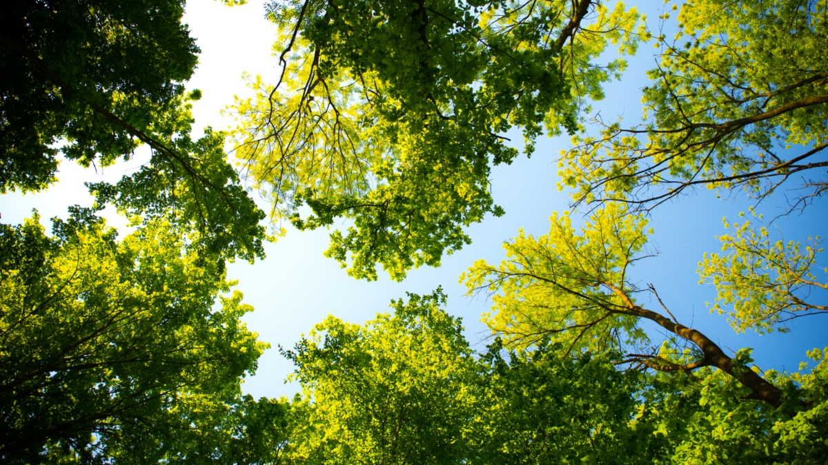 Przebudzenie natury – drzewa i ich energia – Justyna Wojciechowska